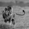clare Jungle king - @clare.jungle.king - TikTok