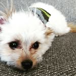 Clare and Piper - @clareandpiper - Instagram