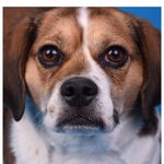 Clare Potter - @puggleprinceted_ - Instagram