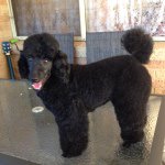 Clare Price - @claresdogwashan_grooming - Instagram