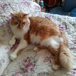tigger the cat clare bff - @clareritchie30 - Instagram