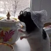 Σ clare - @clare.canham - TikTok