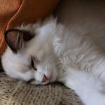 Clarence Meward Darrow, Esq. - @clarence_meward_darrow_esq - Instagram