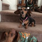 Clarence Flint - @doxydad - Instagram