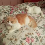 Clarence Ng - @maplesyrupman89 - Instagram