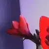 Clarice Bloome - @clarice.bloome - TikTok