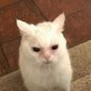 clarice - @chumbucketjanitor - TikTok