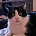 catmom/tiere/natur - @clarissapaul41 - Instagram