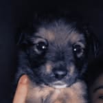 Clarissa princesa🐶 - @clarissaprincesa28 - Instagram