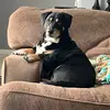 brunoboxermom - @clarissarogers4 - TikTok