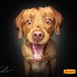 Clark - @clark_foxred - Instagram