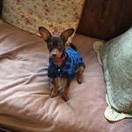 Clark Harmon - @clarkthedoggy - Instagram