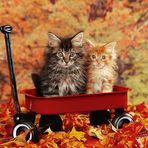 Clark Lien - Facebook
