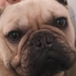 🐾Clark🐾 - @clark.patecito - Instagram