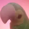 Clark Schultz - @user36265794 - TikTok