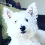 Clark & Watson - @adventuresofclarkandwatson - Instagram