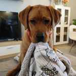 Clarke 🐶 Red Fox Labrador♀️ - @foxredlab_clarke - Instagram
