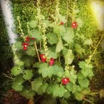 Clarke - @clarkereeves_uvp76 - Instagram