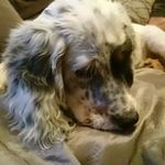 Claude Boulanger - @claude.boulang - Instagram