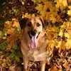 Jean Claude Boulanger - @jean.claude.boula4 - TikTok