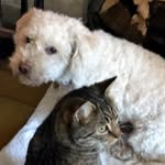 Claude Jacques - @perletonyx - Instagram