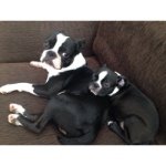 Claude and Stanley 🐶🐾 - @claudeandstanley - Instagram