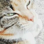 Anne-claude Tardif - @anneclautardif - Instagram