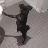 Claude Thibeault - @claude.thibeault - TikTok