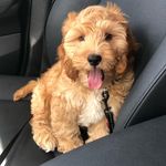 Claude Wright 🐾 - @life.ofclaude - Instagram