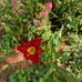 Claudette Barnes - Facebook