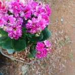 Claudette Lowe - Facebook