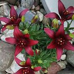Claudette Maxwell - @claudette3685 - Instagram