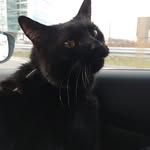 Renee Rita Claudette Roy - @mamacat1443 - Instagram