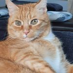 Claudia Bender - @sammythecat69 - Instagram