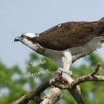 Claudia Berumen - @allbirdscb - Instagram