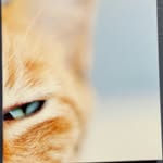 Claudia Collier - @floridapetsitter - Instagram