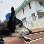 Claudia Collier - @petsitter_tx - Instagram
