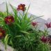 Claudia Combs - Facebook