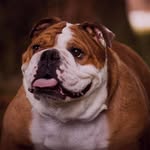 Claudia J Conner - @besserdog - Instagram