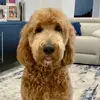 Claudia_goldsmith - @claudiavgoldsmith - TikTok