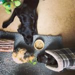 A pup and his two guinea pigs - @hendrix_claudia_tess - Instagram