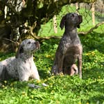 Claudia Jäger - @springfieldsgundogs - Instagram