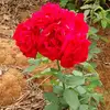 Claudia Kopp677 - @claudiakopp67752 - TikTok