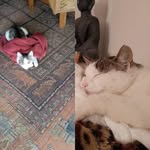 Claudia Kopp - @claudia44316 - Instagram