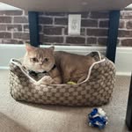 Claudia Huth McGee - @british_shorthairs_of_culver - Instagram