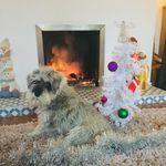 DaisyDoo_29 - @claudiamclaughlinhuntsdog - Instagram