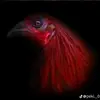 chato🐓😮‍💨 parra - @claudia.parra427 - TikTok