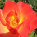 Claudia Robison - Facebook