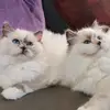 Ragdolls von Woodnewchurch - @schellerclaudia - TikTok