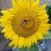 Claudia Sieber - Facebook